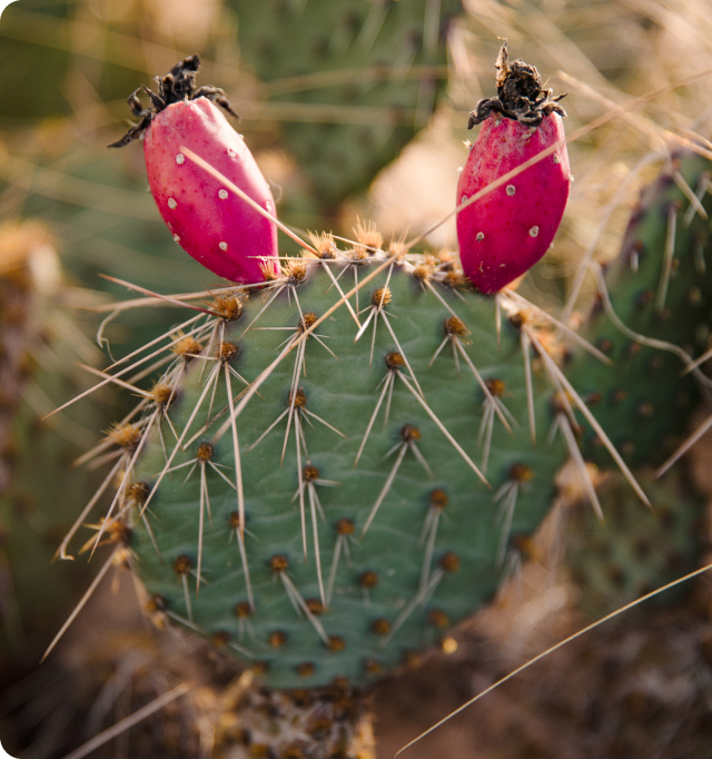 Con Alma Health Foundation